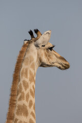 Closeup portrait of a curious giraffe over blue sky with long neck and big eyes looking at the camera. Namibia
