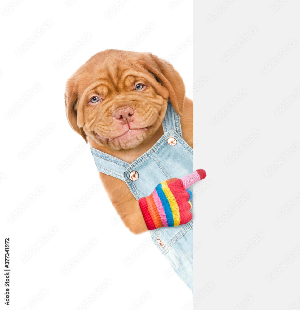 Poster happy puppy wearing overalls points on empty white banner. isolated on white background