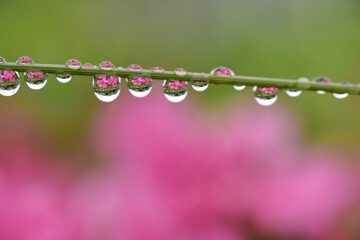 雨上がり、ツツジの蔓に乗った雫の中に映る花畑の景色