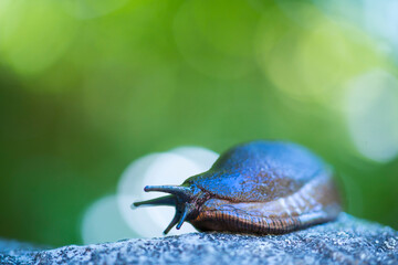 Slug, or land slug - Limaco, Redes Natural Park, Caso Council, Asturias, Spain, Europe