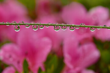 雨上がり、ツツジの蔓に乗った雫の中に映る花畑の景色