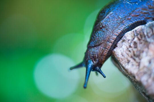 Slug, or land slug - Limaco, Redes Natural Park, Caso Council, Asturias, Spain, Europe