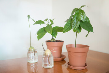 avocado plants in a pot and glasses, phases of growing