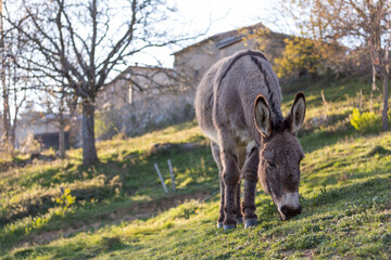 Âne d'Ardèche à la ferme