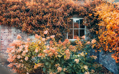 Fototapety  Window on the brick wall with fall color leaves. Traditional English residential house with orange plants around. Toned Autumn seasonal background. Copy space.