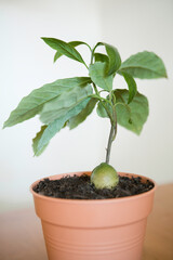 Beautiful young branched avocado after  prune. Two new branches, green seed in the plastic plant pot