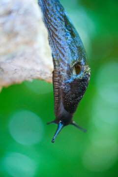 Slug, or land slug - Limaco, Redes Natural Park, Caso Council, Asturias, Spain, Europe