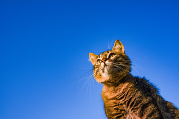 Copy space gray cat on a blue background in sunlight. cat in the sky. a pet. beautiful kitten.