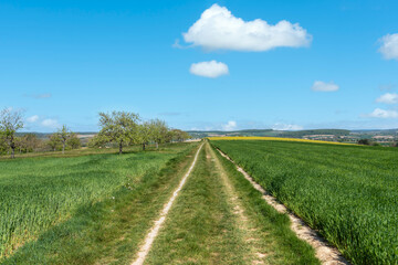 Fototapeta na wymiar Agricultural landscape in Johlingen