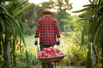 Smiling Asian farmers in dragon fruit plantations, farmers picking produce