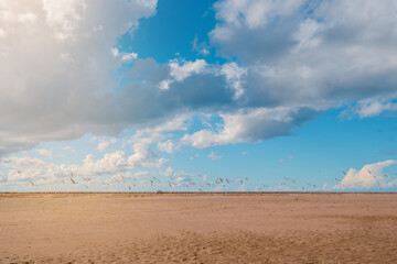 Fototapeta na wymiar Sand and blue sky, a flock of gulls walking on the sand
