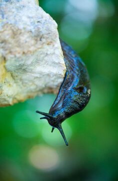 Slug, or land slug - Limaco, Redes Natural Park, Caso Council, Asturias, Spain, Europe
