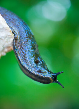 Slug, or land slug - Limaco, Redes Natural Park, Caso Council, Asturias, Spain, Europe