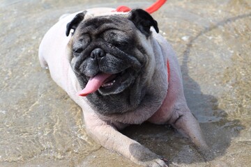 french bulldog puppy