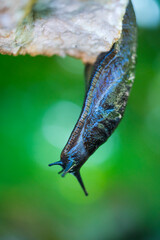 Slug, or land slug - Limaco, Redes Natural Park, Caso Council, Asturias, Spain, Europe