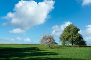 Fototapeta na wymiar Agricultural landscape with a blooming fruit tree in Johlingen