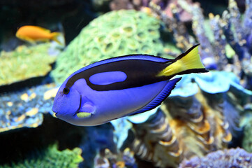 サンゴ礁の間を元気に泳ぎ回るナンヨウハギ