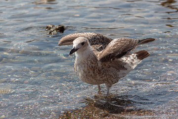 A series of photos of seagulls. A bird in the sea with outstretched wings.