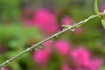 雨上がりツツジの茎に景色が映った水滴が乗る