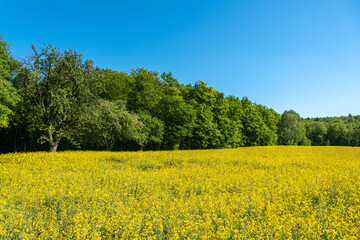 Obraz premium Agricultural landscape with rape field in Johlingen