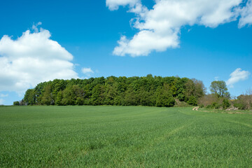 Agricultural landscape in Walzbachtal-Johlingen