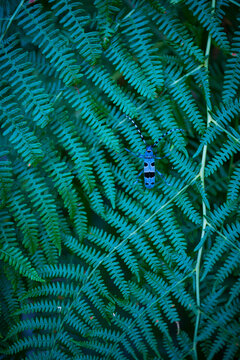 Rosalia longicorn (Rosalia alpina), Cerambycidae, Coleoptero, Insecto, Redes Natural Park, Caso Council, Asturias, Spain, Europe