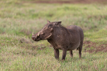 Obraz na płótnie Canvas Warthog in Kenya Africa