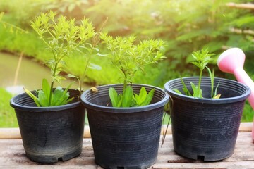 seedlings in a pot