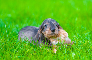 Dachshund puppy hugs tabby ginger kitten on green summer grass