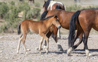 Naklejka na ściany i meble Wild Horse Mare and Foal in Utah