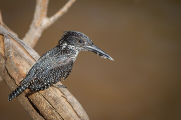 Giant Kingfisher keeping an eye out for Fish