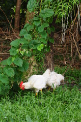 A-Free-range Chickens eating grass