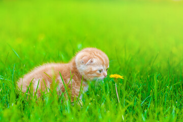 Ginger kitten walking on green summer grass  and sniffs dandelion