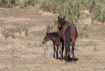 Wild Horse Mare and Foal in Utah