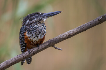 Giant Kingfisher on a branch