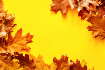 Autumn bright background frame with yellow-brown autumn oak leaves on a yellow background with copy space, top view.