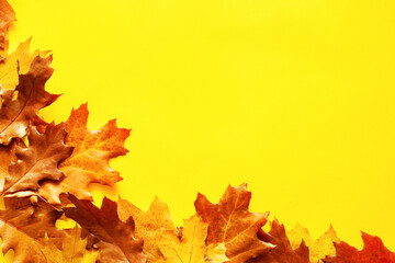 Autumn bright background frame with yellow-brown autumn oak and maple leaves on a yellow background with copy space, top view.