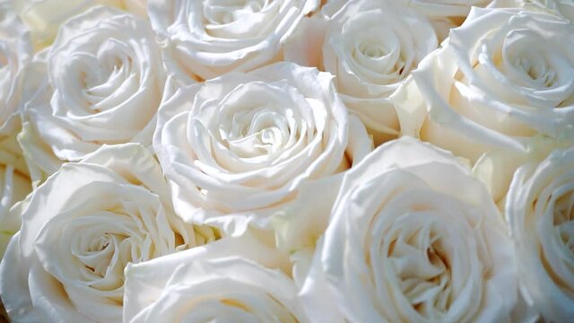 bouquet of lovely white roses close up.festive background of flowers