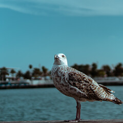 Foto a gaviotas en puerto de Barcelona