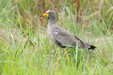Wattled Plover