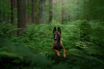 dog in the forest. Malinois in nature. pet outdoors