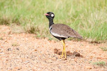 Northern Black Korhaan
