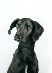 Mixed breed dog posing in studio white background. Shelter dog need home. Adopt a dog.