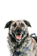 Mixed breed dog posing in studio white background. Shelter dog need home. Adopt a dog.