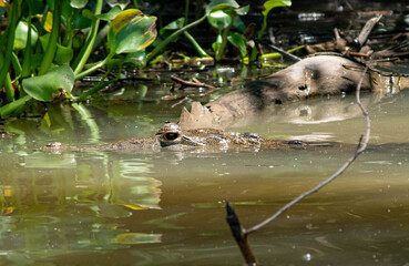 Cocodrile mangrove swamp Teclolutla Veracruz Mexico