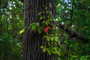 Autumn Poison Ivy by Constantine 
