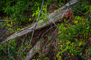 Autumn Leaves in New England
