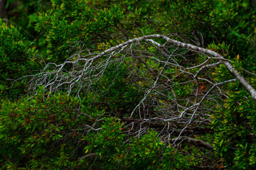 Natural New England by Constantine