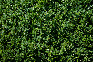 Fototapeta na wymiar Boxwood hedges texture. Beautiful green box tree laid out as a hedge.