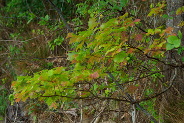 Autumn Leaves in New England